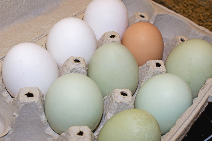 nine eggs of three different colors in egg carton